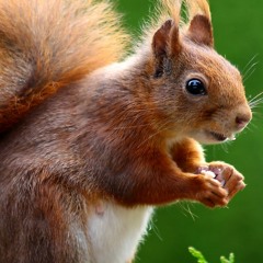 Grass Squirrel