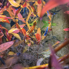 GuanoStalagmites