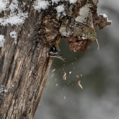 Three-toed Woodpecker making a winter nest