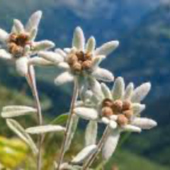 EDELWEISS-G6TH Weissenborn Arrangement