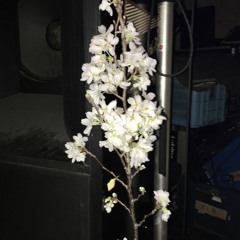 Shirakosound&黒電話666 Live At Forestlimit 20170324