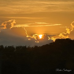 Sole