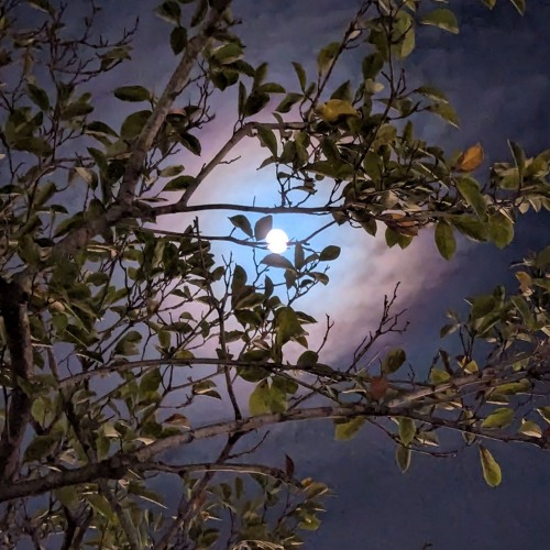 "Out of Mist", for Orchestra