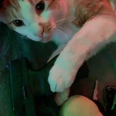 glizzy cat - @ihybleezy + @ryanhartnell + @heartcyt [p. keeta]