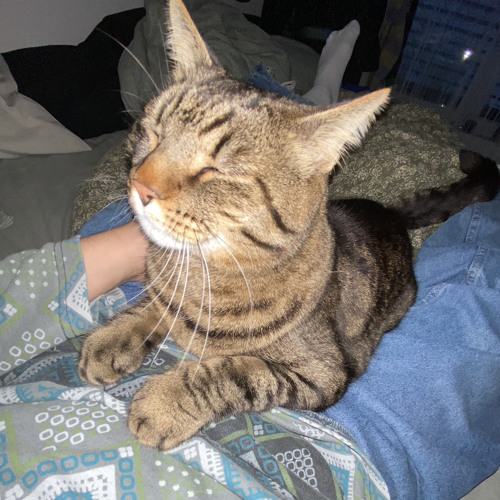 der einsame hirte.wav