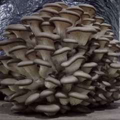 Pleurotus_ostreatus