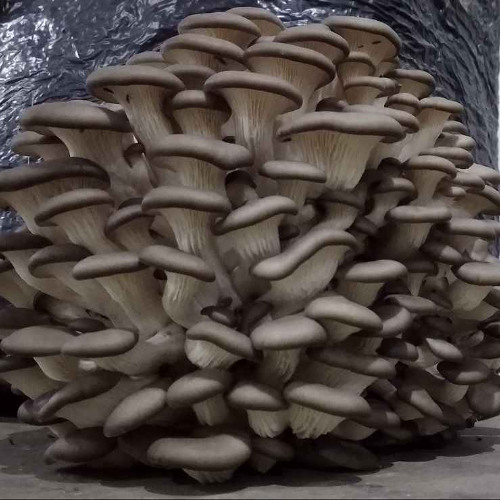 Pleurotus_ostreatus
