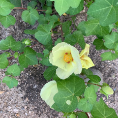 05 Lyric Passages - Jay Vosk - IDRS 2011