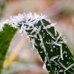 New AgTech to Mitigate Impact of Frost on Crops