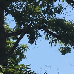 beej + hcq - that smile w/ dthang950 (22cade)