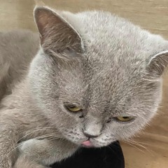 Şam Gözlerime bak - LİVE