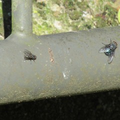 Basic Trap Ft. BabyBeuker & Tinnoe MacSavage AKA The C.H.E.E.S.E Mungler