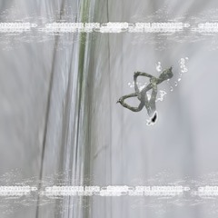 Misty Jungle Spirit (Acidified)