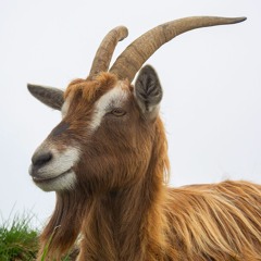 187 – Pack Goats and Hunting