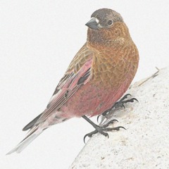 Song in the Key of Bird E