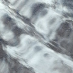 Ebenopsis