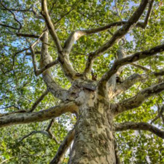 Stalked By Plain Trees