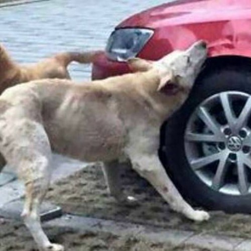 Devolver La Devastación a la Ciudad (Prod. Van Beats)