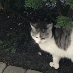 Đi đâu chẳng thấy (slowed)