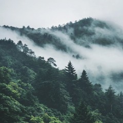 Сказки скрипок