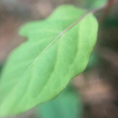leaf {ruffmxi} {🍃✨🌙🍃}