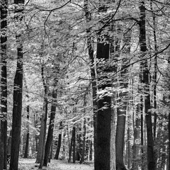 Kindness Was Your Lie