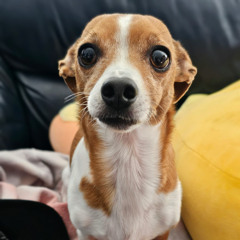 Big Music for Tiny Dogs Vol 1