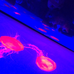 Knock Knock Chopped & Screwed