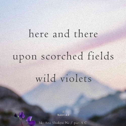 Savage Colors (naviarhaiku582)