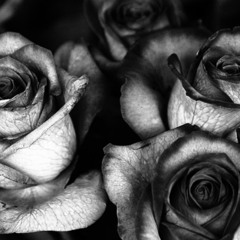 Kiss From a Rose (cover)