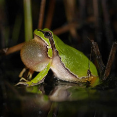 The tiny European Tree Frog with its massive voice