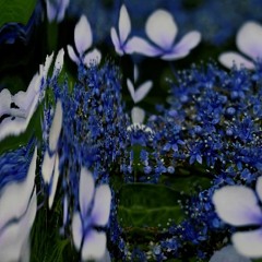 Kailasa - Minutia Blue