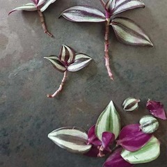 The T. Zebrina Nigun