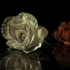 Rose - 양홍원 Cover