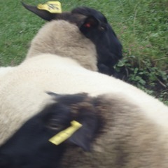 swamper