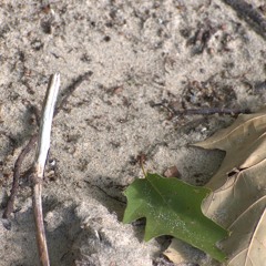 Your Love in The Sand