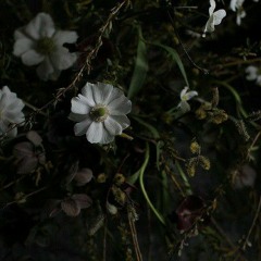 Flower Power (cover)