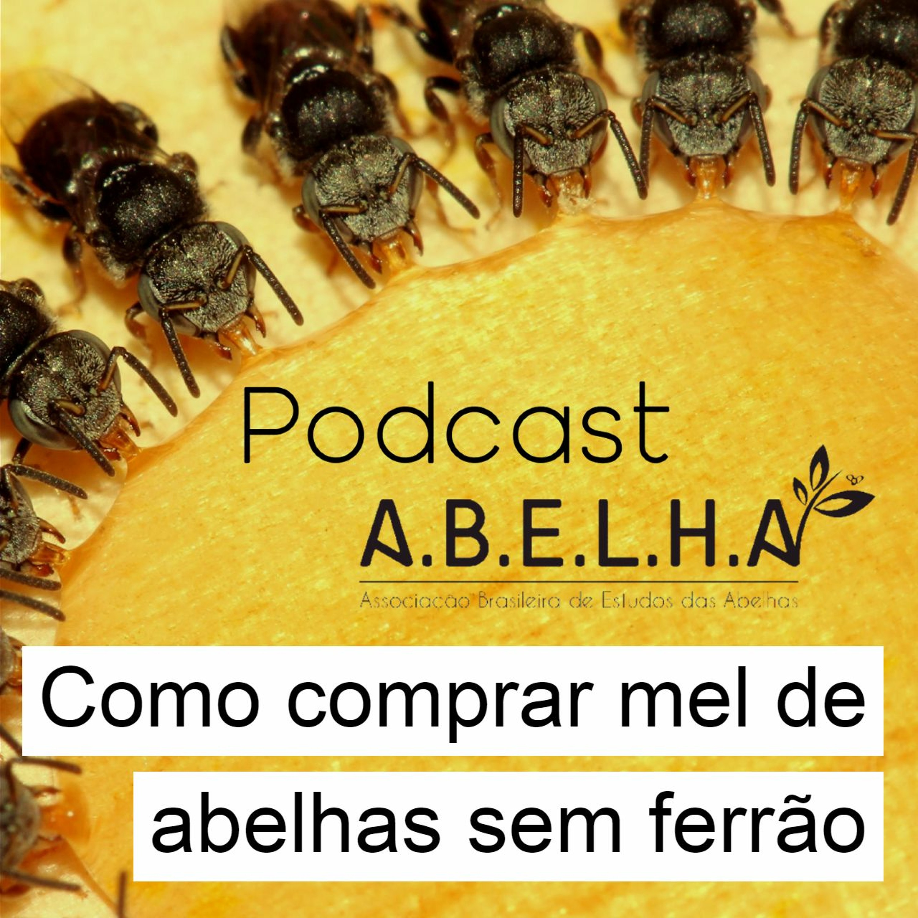 Podcast ABELHA