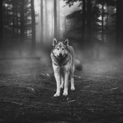 The Wolfs Den - Part 2 (Free D/L)