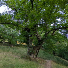 Dawn In The Treehouse - Florac, Cevennes, France