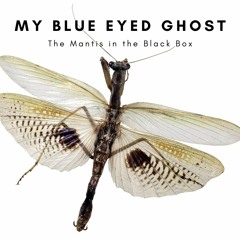 The Mantis In The Black Box - New Songs Preview