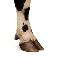 Quarterhead, SESA - You will see ( Remix )