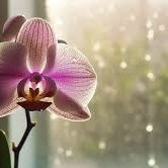 Orchid - Matt  King  Cole