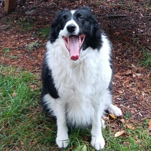 01 NEWSTYLE CANTADITAS   b-_-d AmandraxX