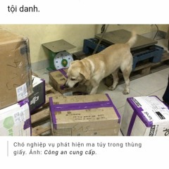 viet indie