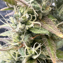 Monster Instrumental