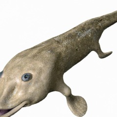 Tiktaalik