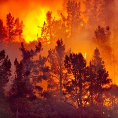 The Forest is burning