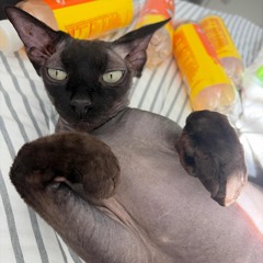 Revenge Ft. Gina Da Lesbian