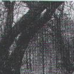 I Will See One More Spring Again